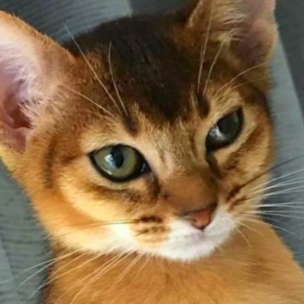Meet your Posher, Merricat's Coffee~Catte~Caffe! >^..^<